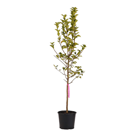Full view of a container-grown Pink Lady® apple against a white background