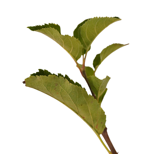 Foliage and branch detail of a container-grown Pink Lady® apple