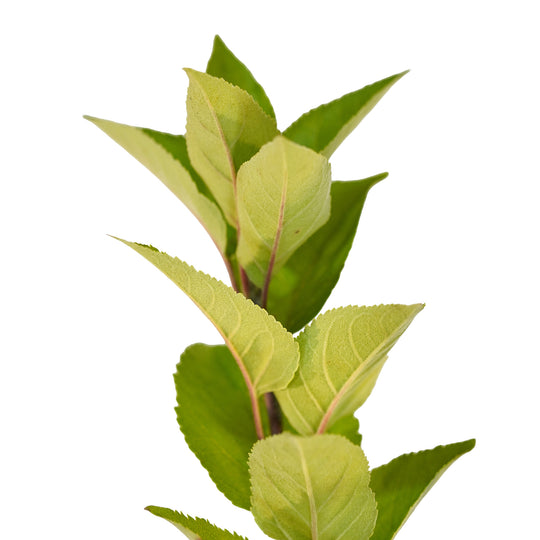 Foliage and branch detail of a container-grown Red Delicious apple