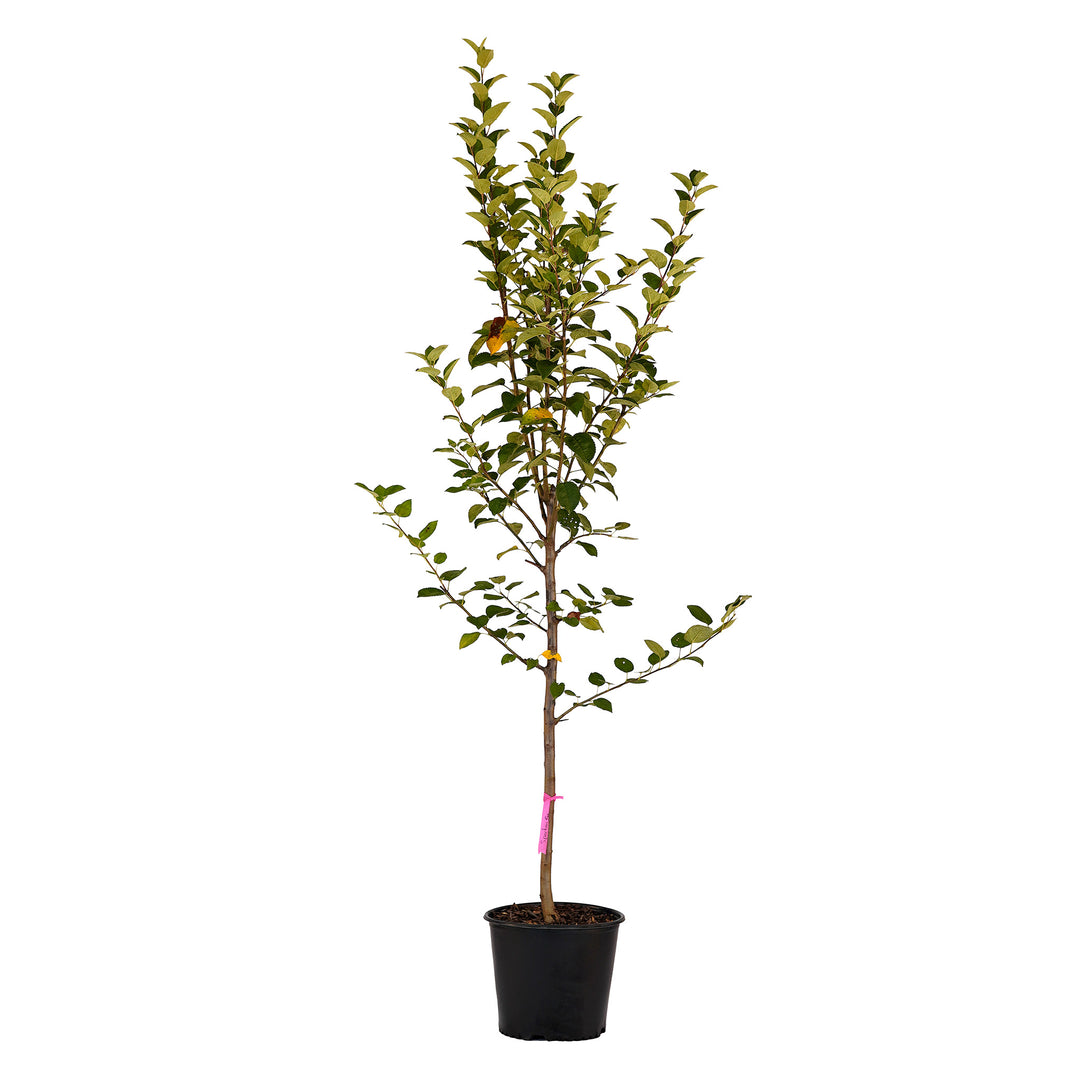 Full view of a container-grown Spartan apple against a white background
