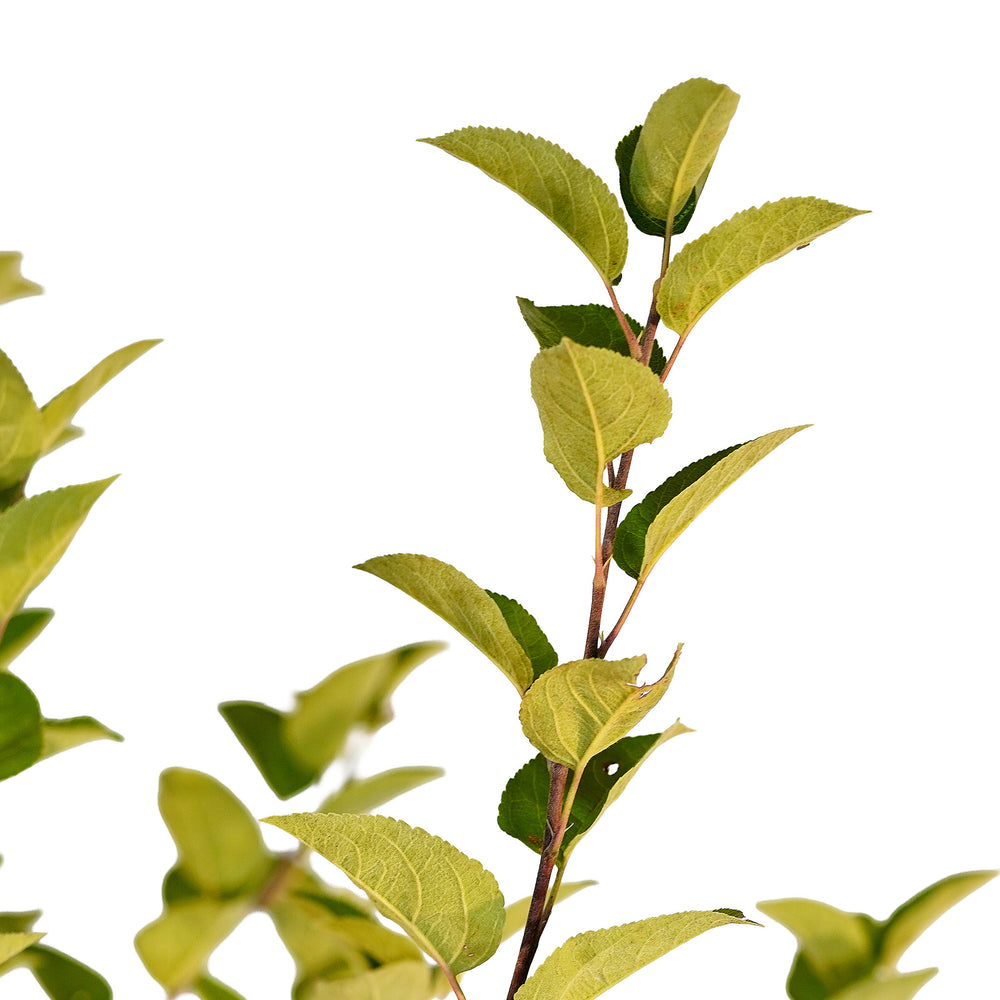 Canopy and branching detail of a container-grown Spartan apple