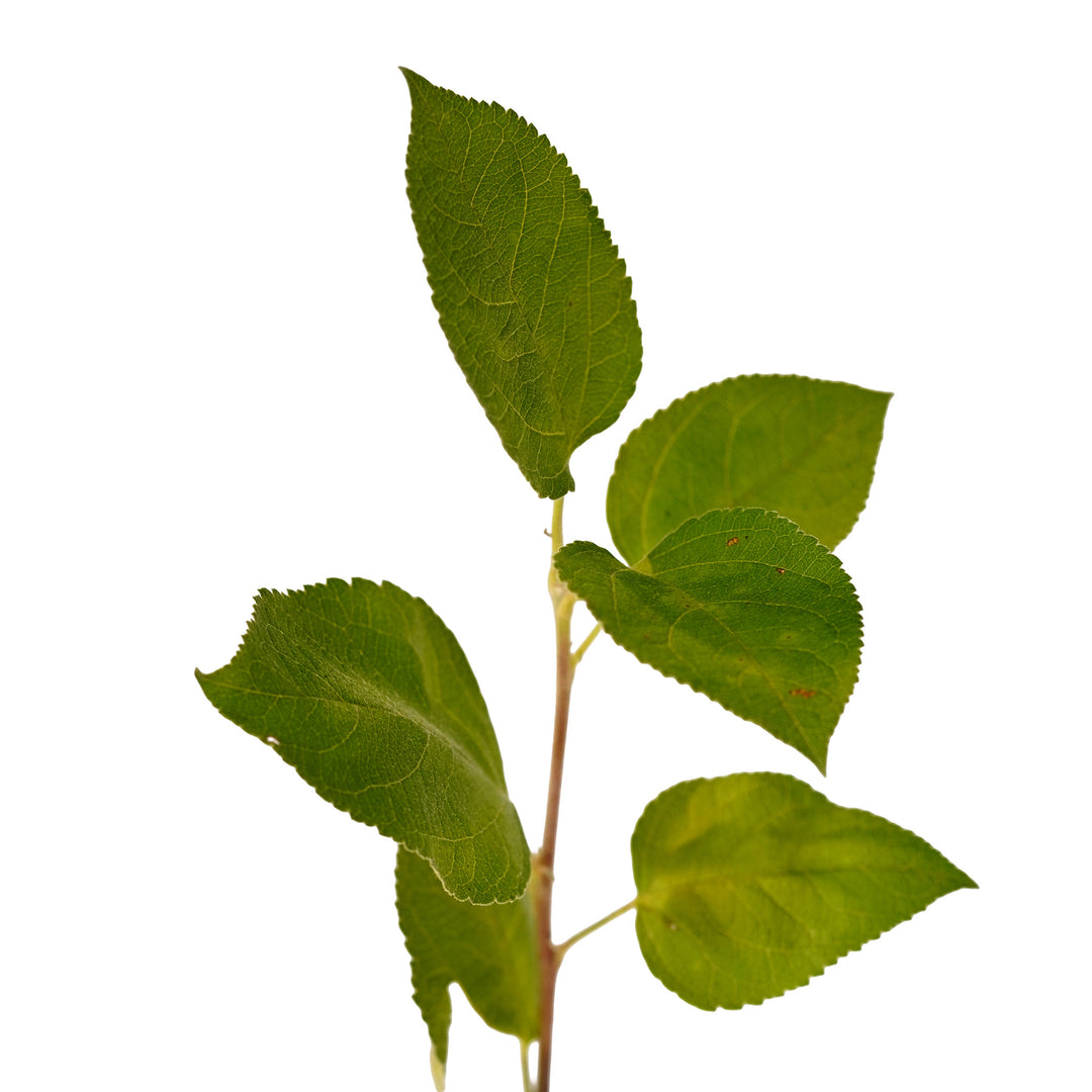 Foliage and branch detail of a container-grown Spartan apple