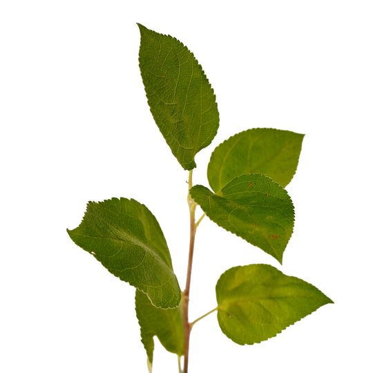 Foliage and branch detail of a container-grown Spartan apple