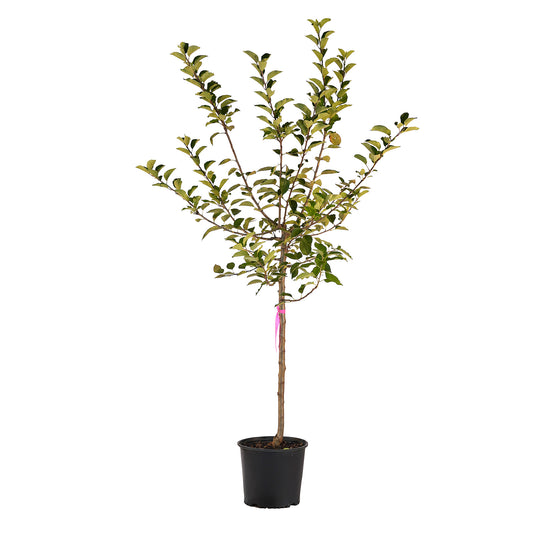 Full view of a container-grown Stayman Winesap apple against a white background