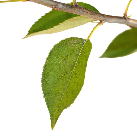 Foliage and branch detail of a container-grown Stayman Winesap apple