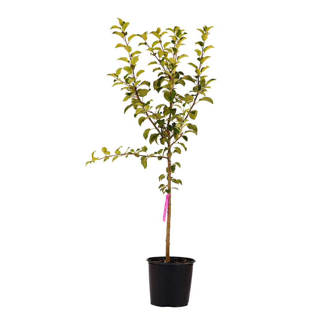 Full view of a container-grown Triumph apple against a white background