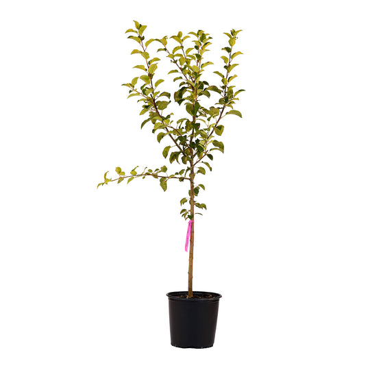 Full view of a container-grown Triumph apple against a white background