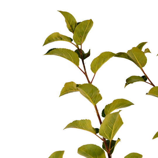 Canopy and branching detail of a container-grown Triumph apple