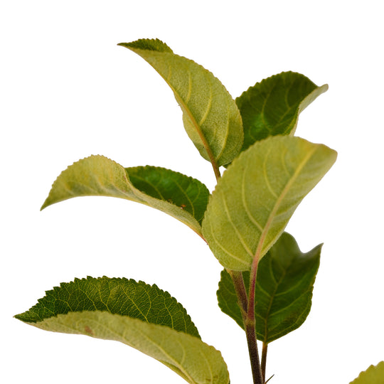 Foliage and branch detail of a container-grown Triumph apple