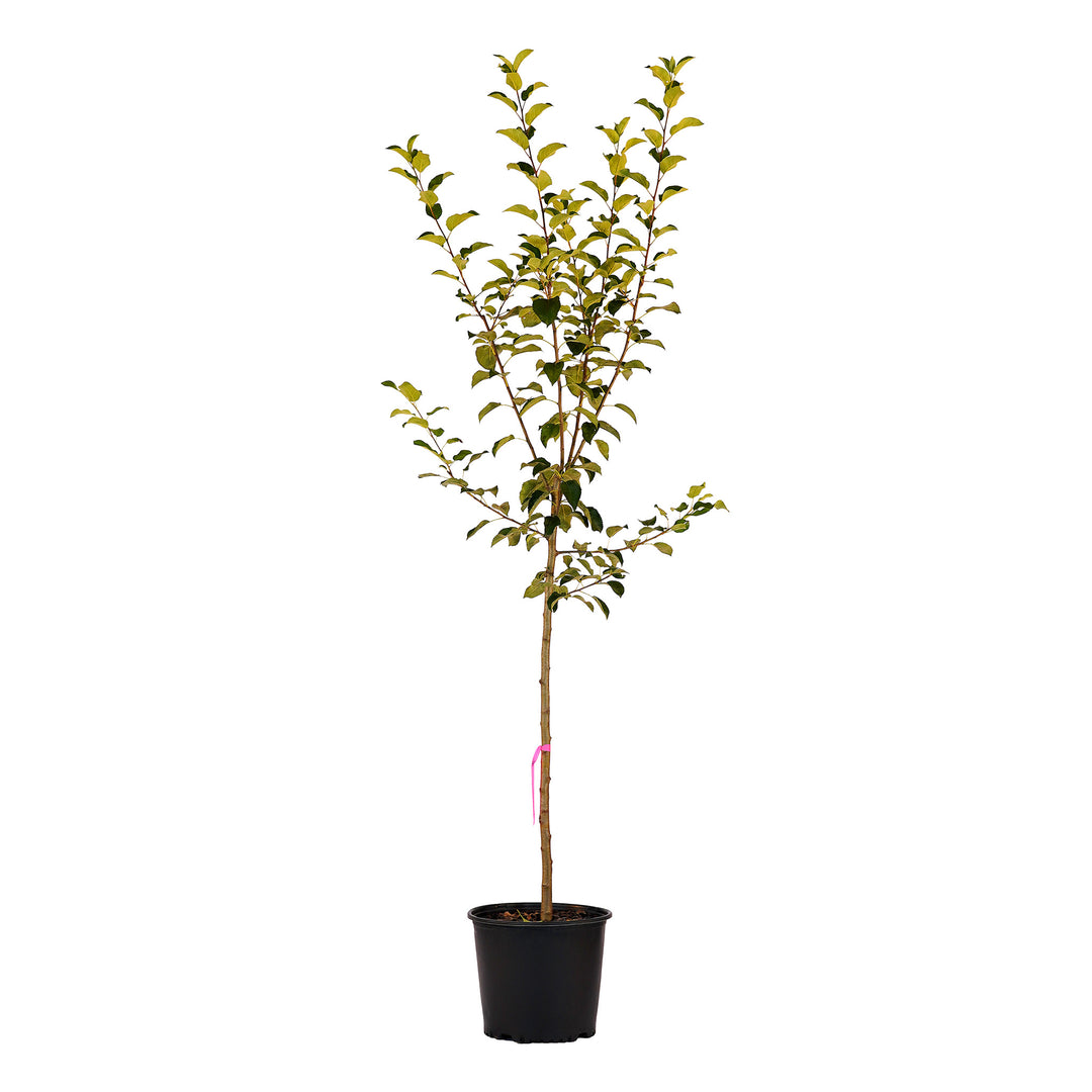 Full view of a container-grown Triumph apple against a white background