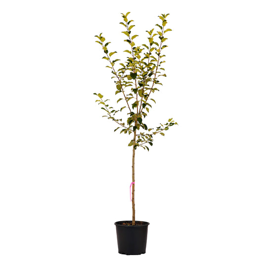 Full view of a container-grown Triumph apple against a white background
