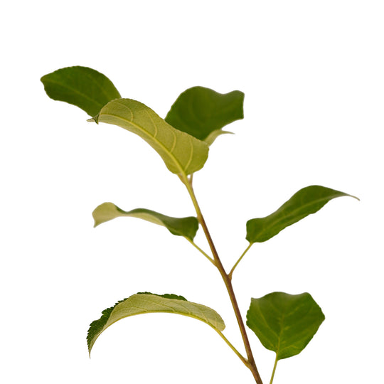 Foliage and branch detail of a container-grown Triumph apple