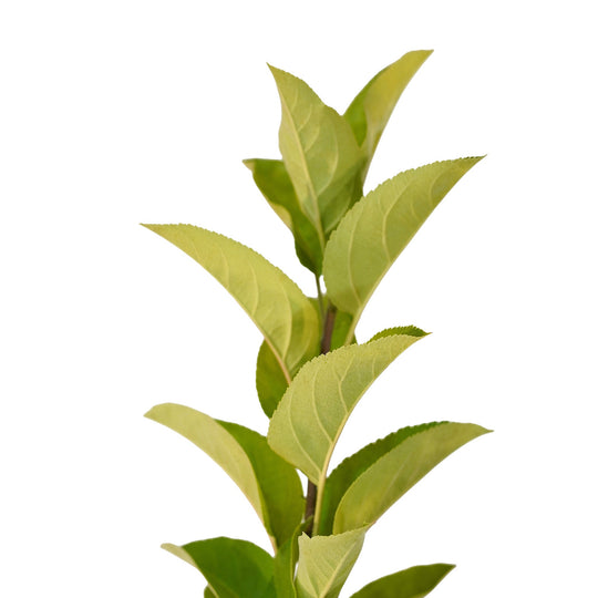 Foliage and branch detail of a container-grown Yellow Delicious apple