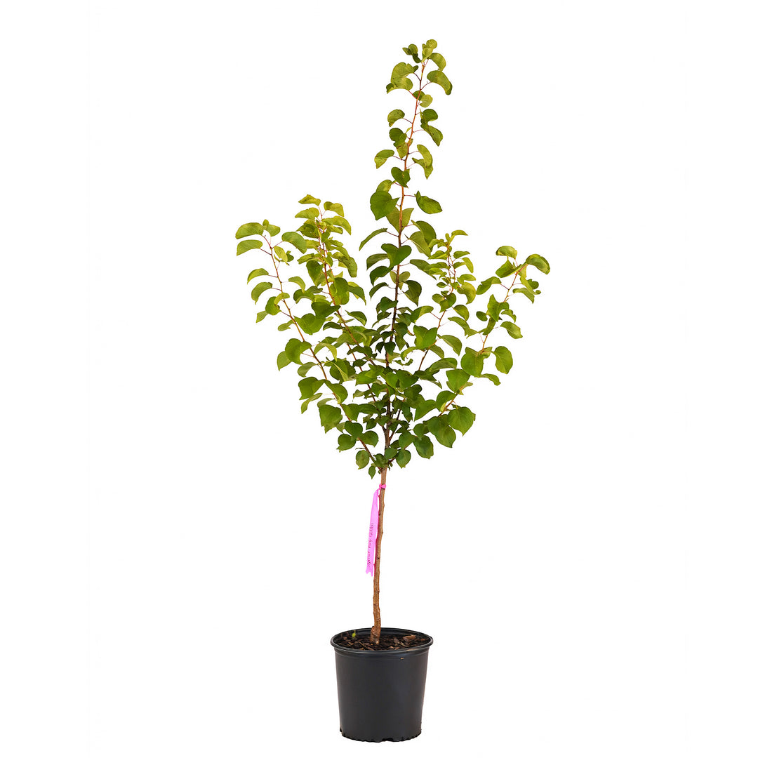 Full view of a container-grown Early Golden apricot against a white background