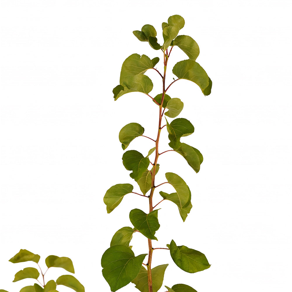 Canopy and branching detail of a container-grown Early Golden apricot