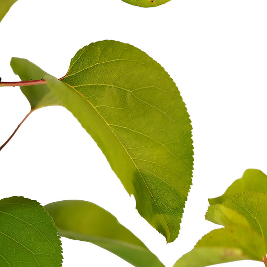 Foliage and branch detail of a container-grown Early Golden apricot