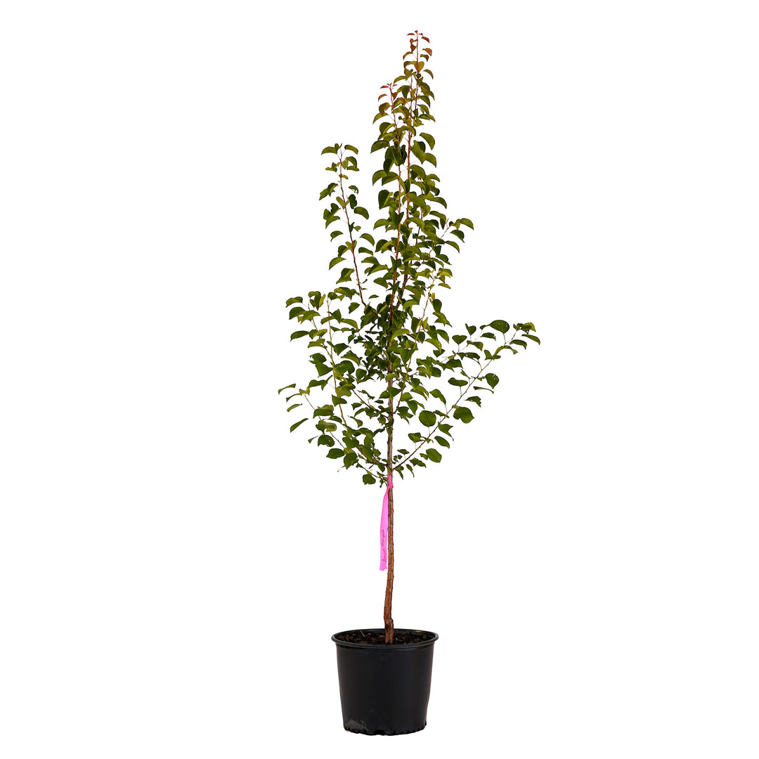 Full view of a container-grown Moorpark apricot against a white background