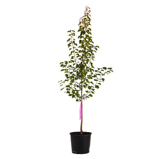 Full view of a container-grown Moorpark apricot against a white background