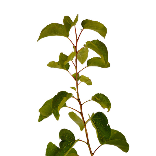 Foliage and branch detail of a container-grown Moorpark apricot