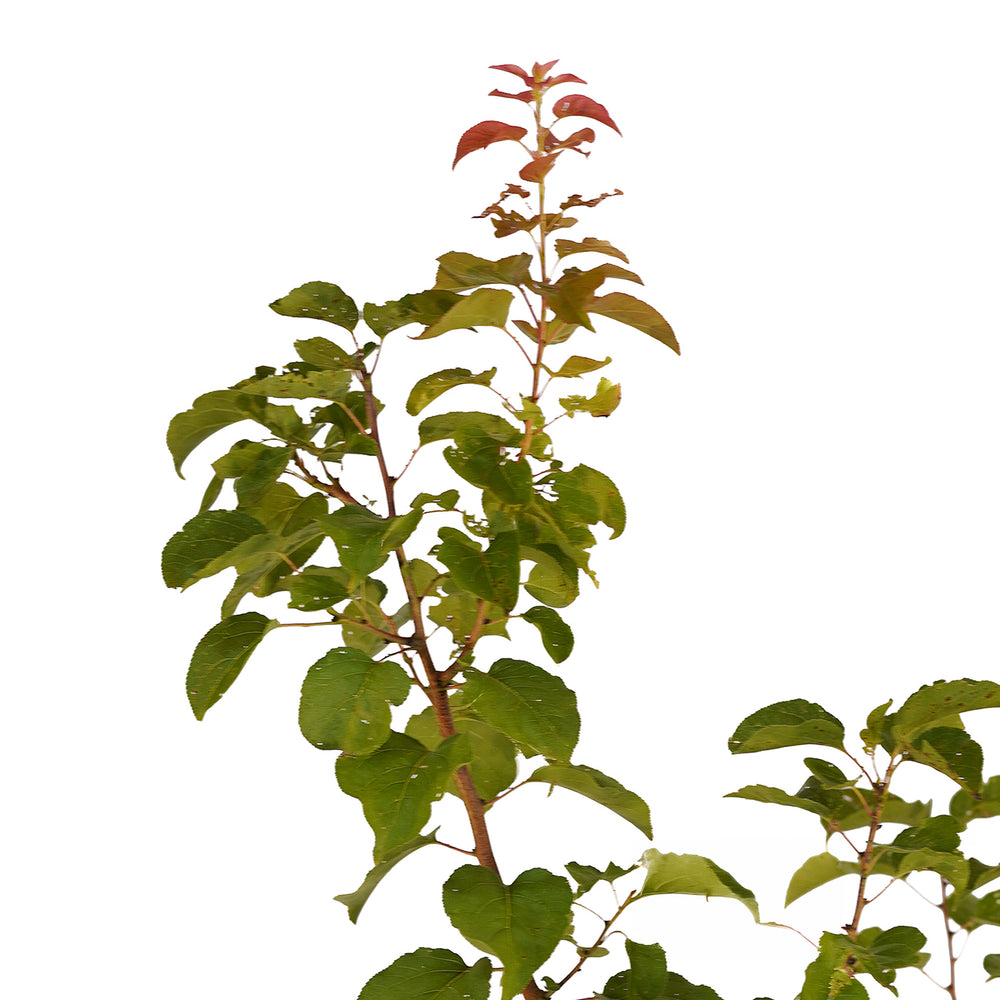 Canopy and branching detail of a container-grown Sweet Gem apricot