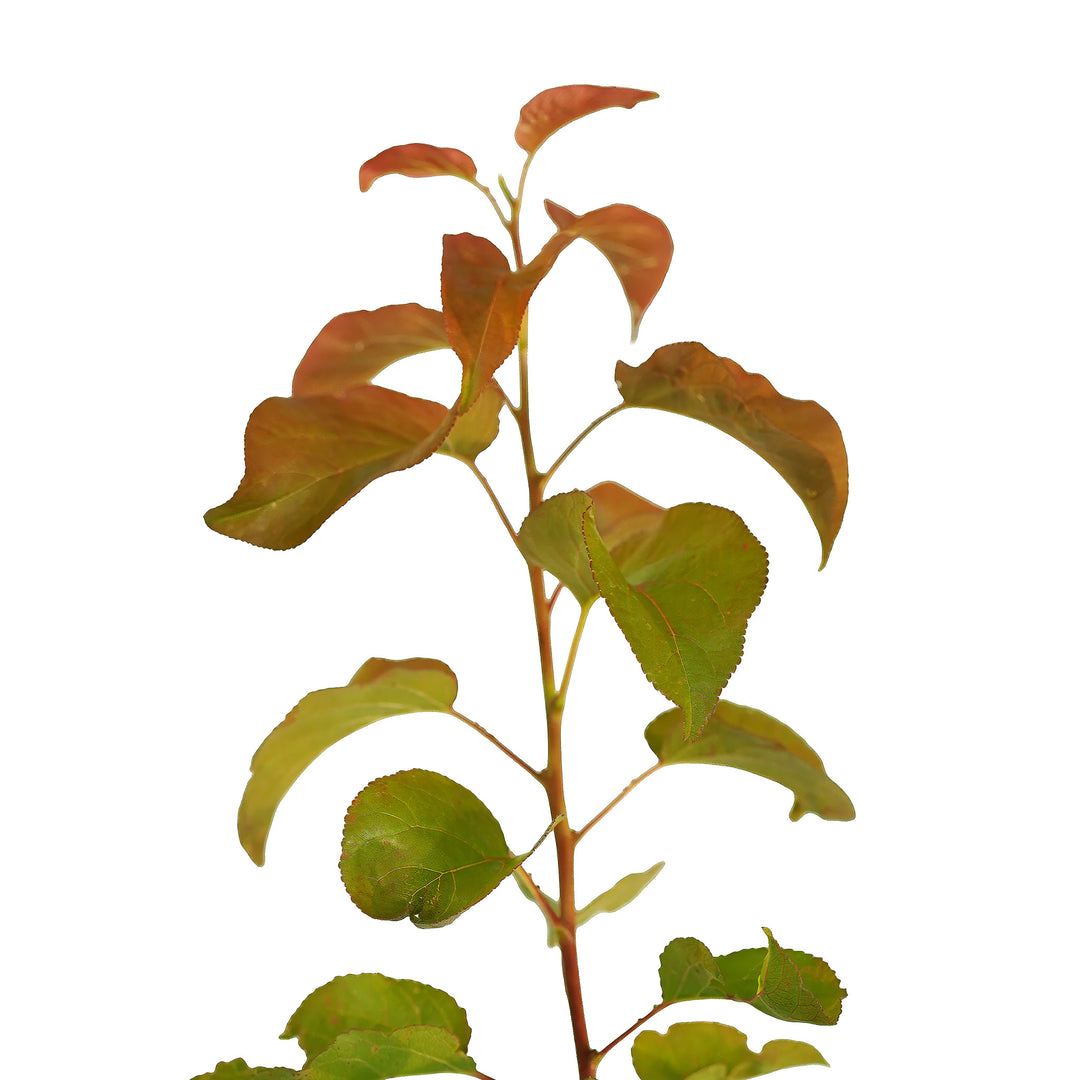 Foliage and branch detail of a container-grown Sweet Gem apricot