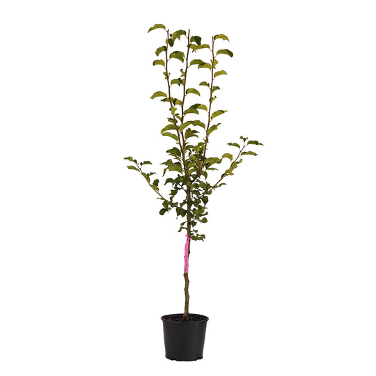 Full view of a container-grown Shinko asian pear against a white background