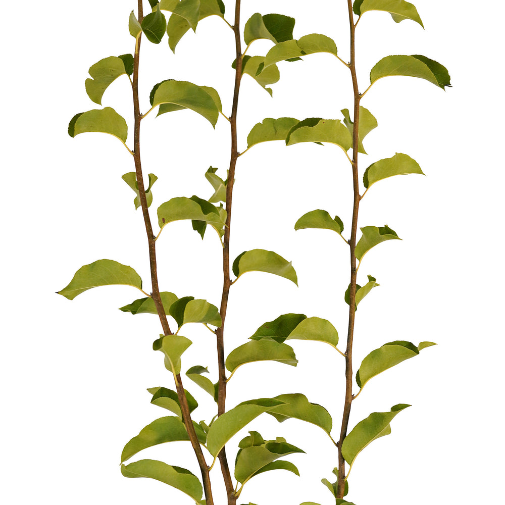 Canopy and branching detail of a container-grown Shinko asian pear