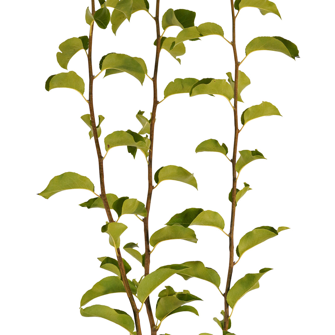 Canopy and branching detail of a container-grown Shinko asian pear