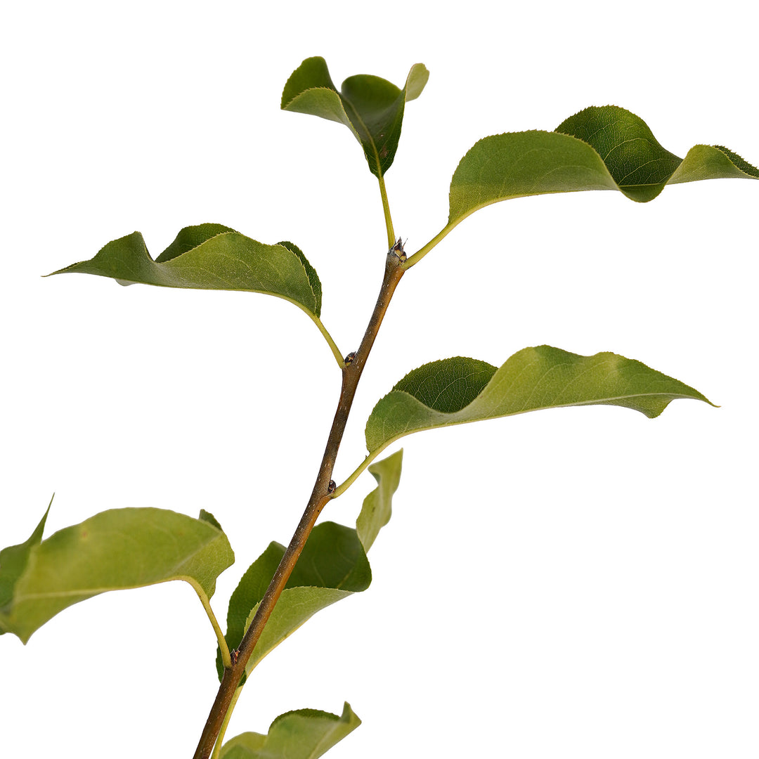 Foliage and branch detail of a container-grown Shinko asian pear