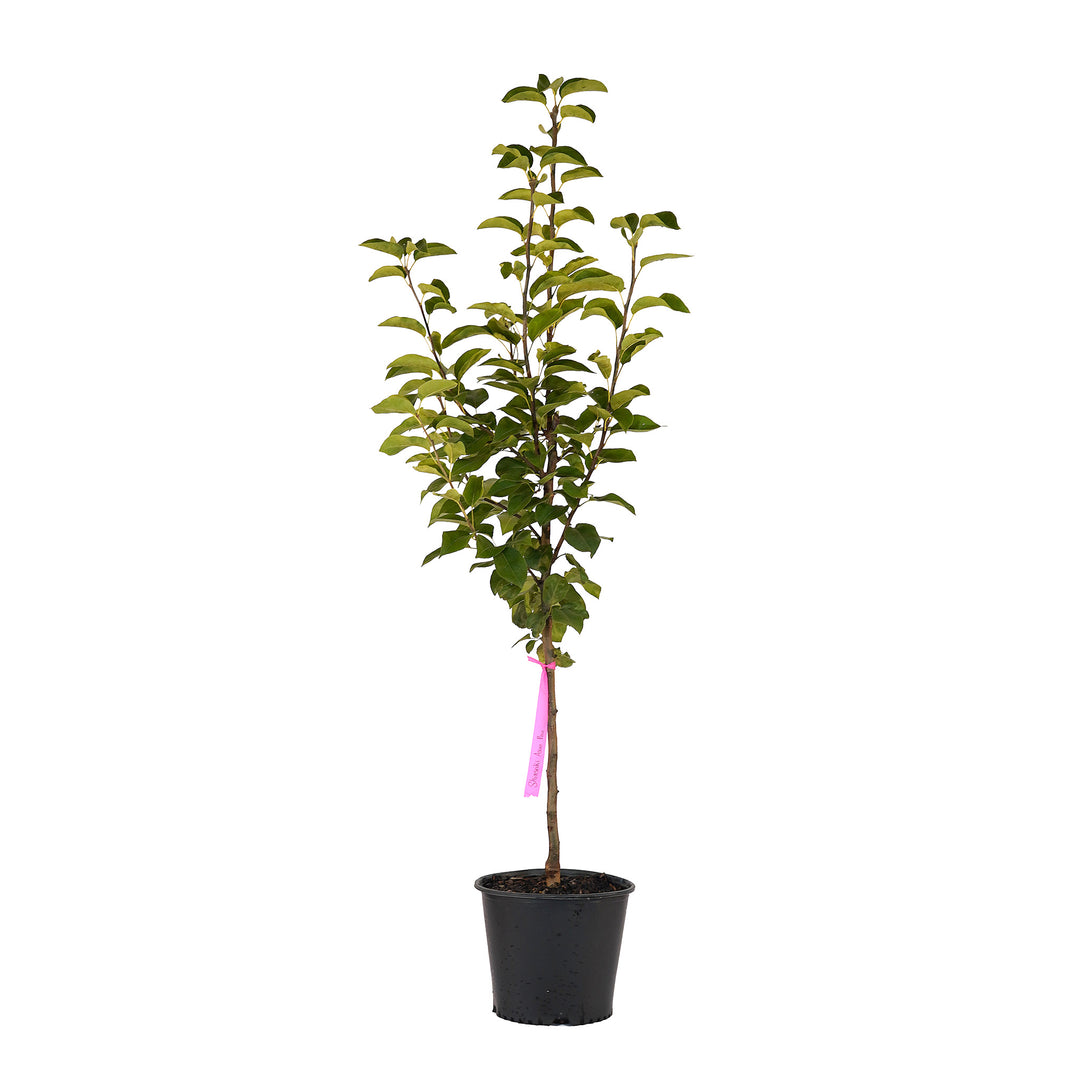 Full view of a container-grown Shinseiki asian pear against a white background