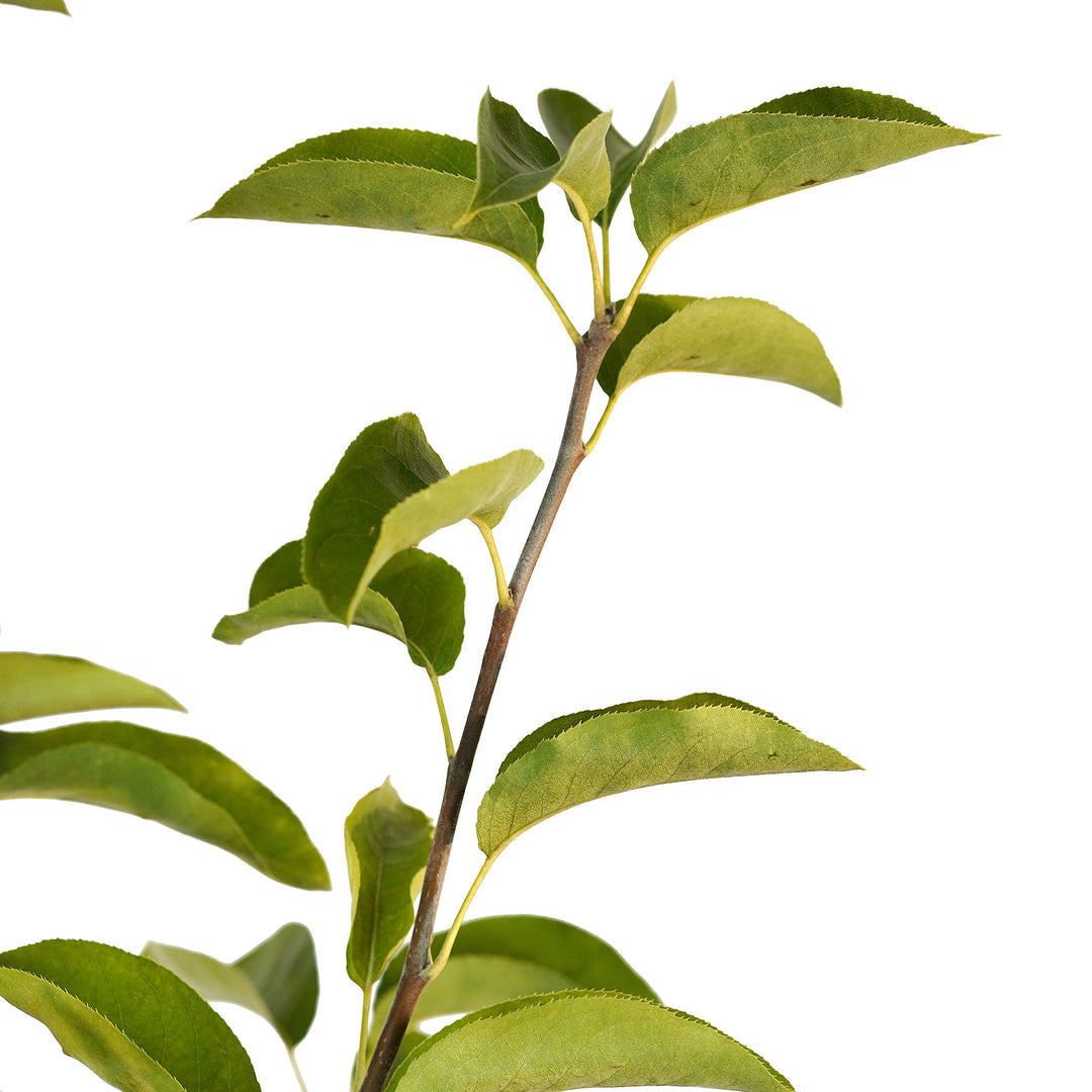 Foliage and branch detail of a container-grown Shinseiki asian pear