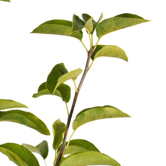 Foliage and branch detail of a container-grown Shinseiki asian pear