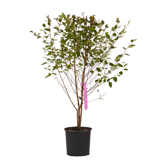 Full view of a container-grown River Clump birch against a white background