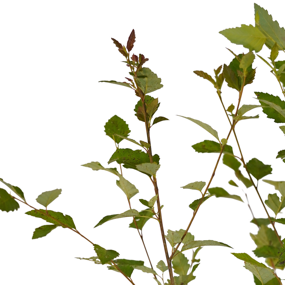 Canopy and branching detail of a container-grown River Clump birch