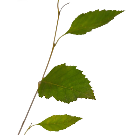 Foliage and branch detail of a container-grown River Clump birch