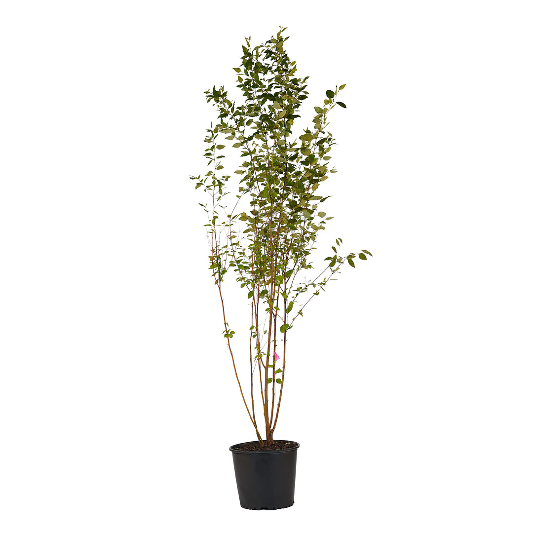 Full view of a container-grown River Clump birch against a white background