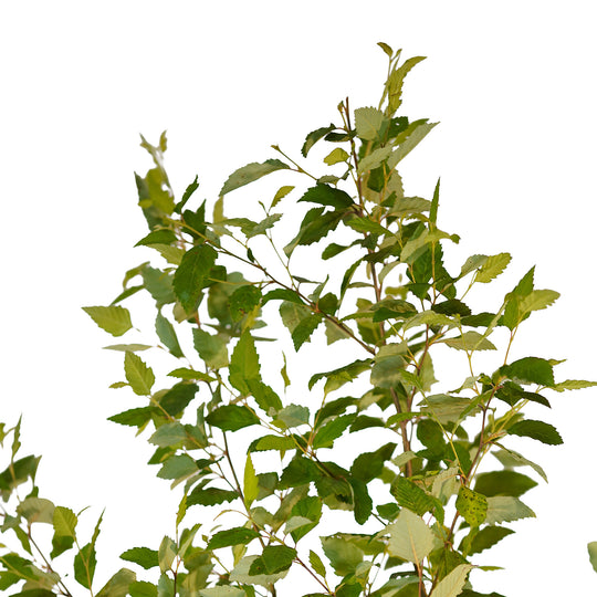 Canopy and branching detail of a container-grown River Clump birch