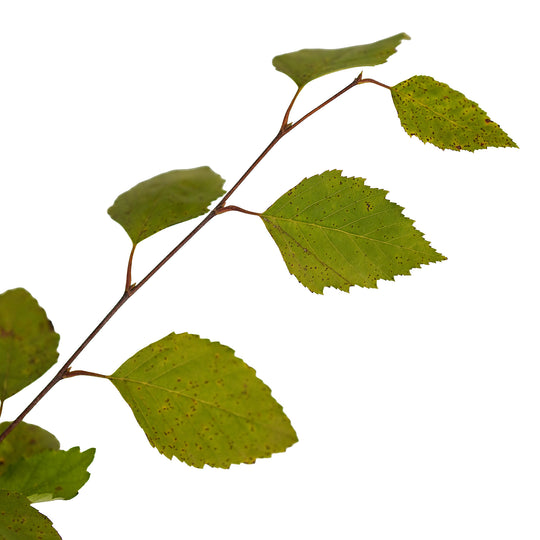 Foliage and branch detail of a container-grown River Clump birch