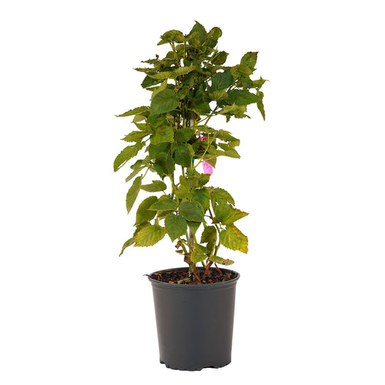 Full view of a container-grown Apache blackberry against a white background