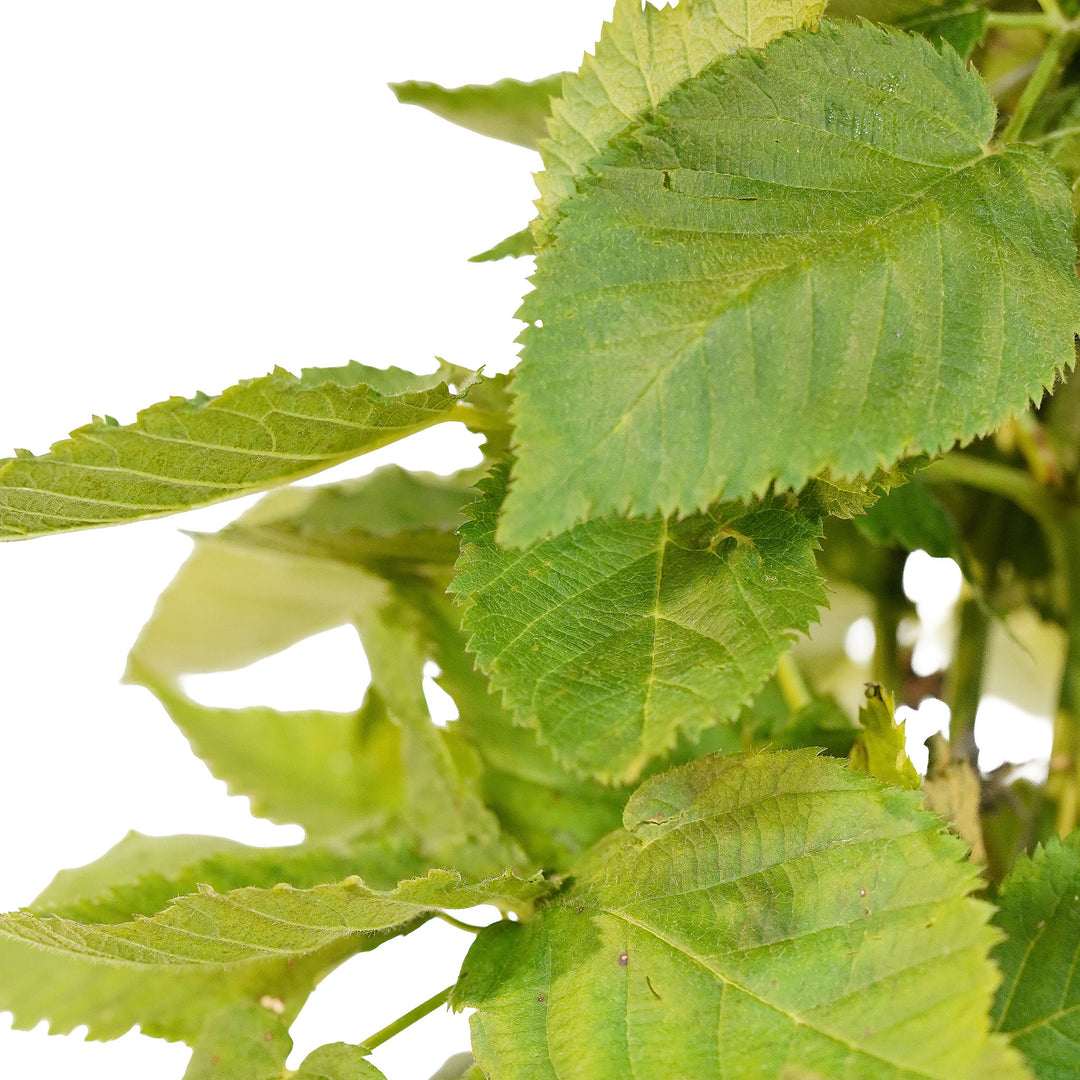 Canopy and branching detail of a container-grown Apache blackberry