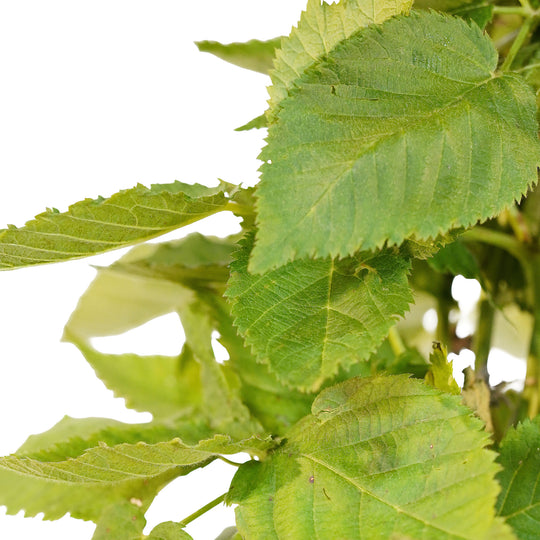 Canopy and branching detail of a container-grown Apache blackberry