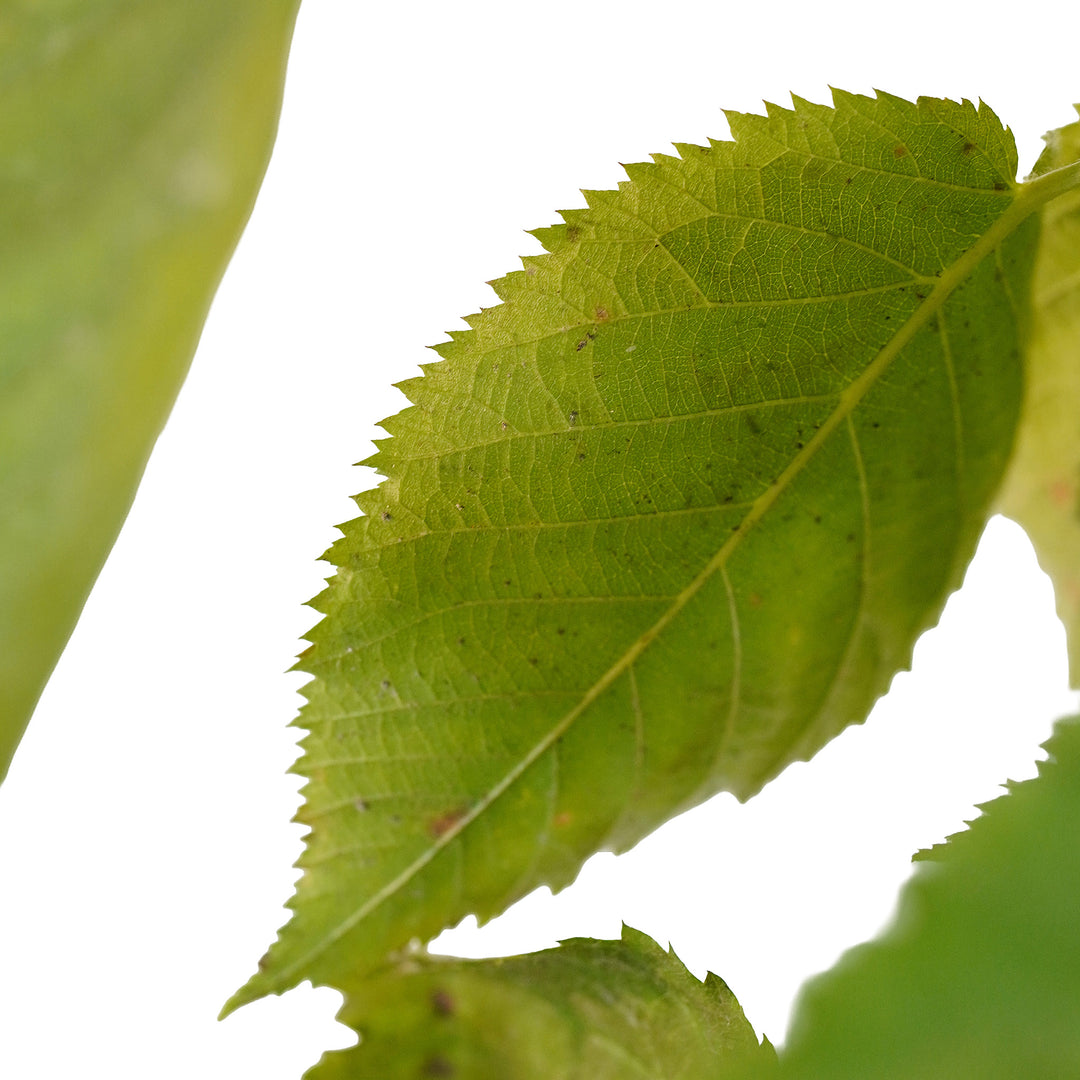Foliage and branch detail of a container-grown Apache blackberry