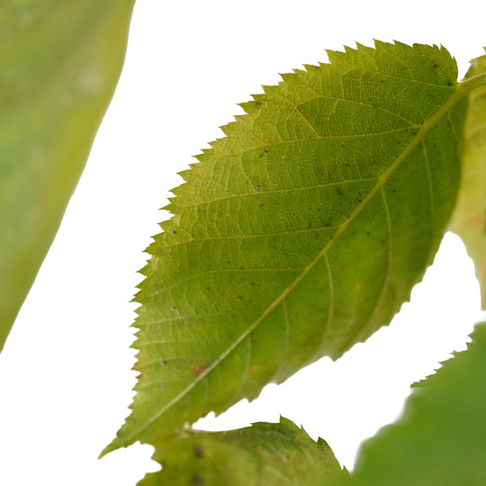 Foliage and branch detail of a container-grown Apache blackberry
