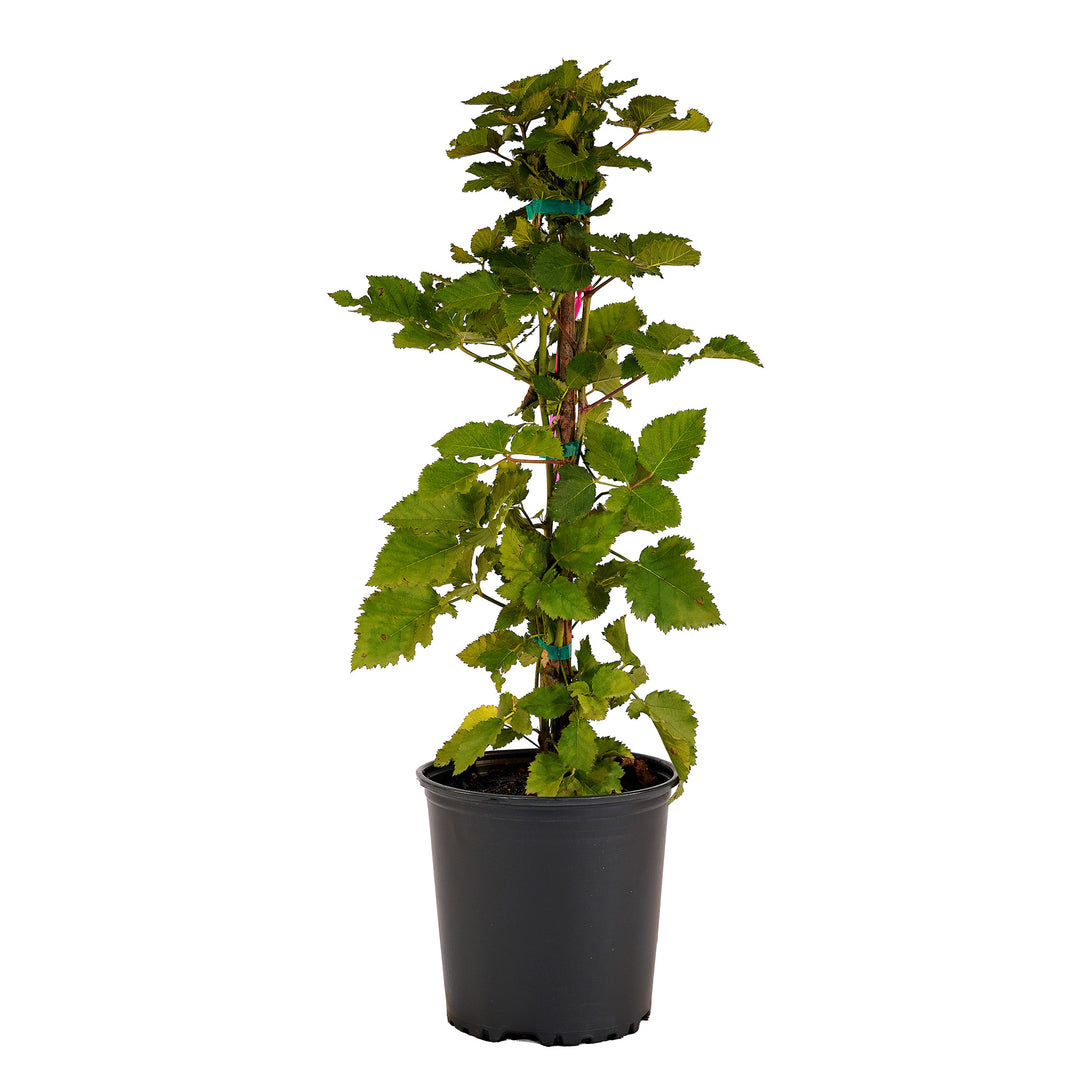 Full view of a container-grown Arapaho blackberry against a white background