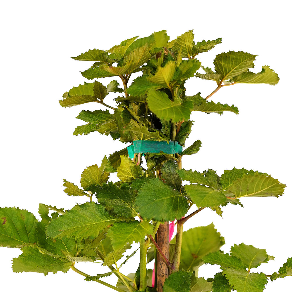 Canopy and branching detail of a container-grown Arapaho blackberry