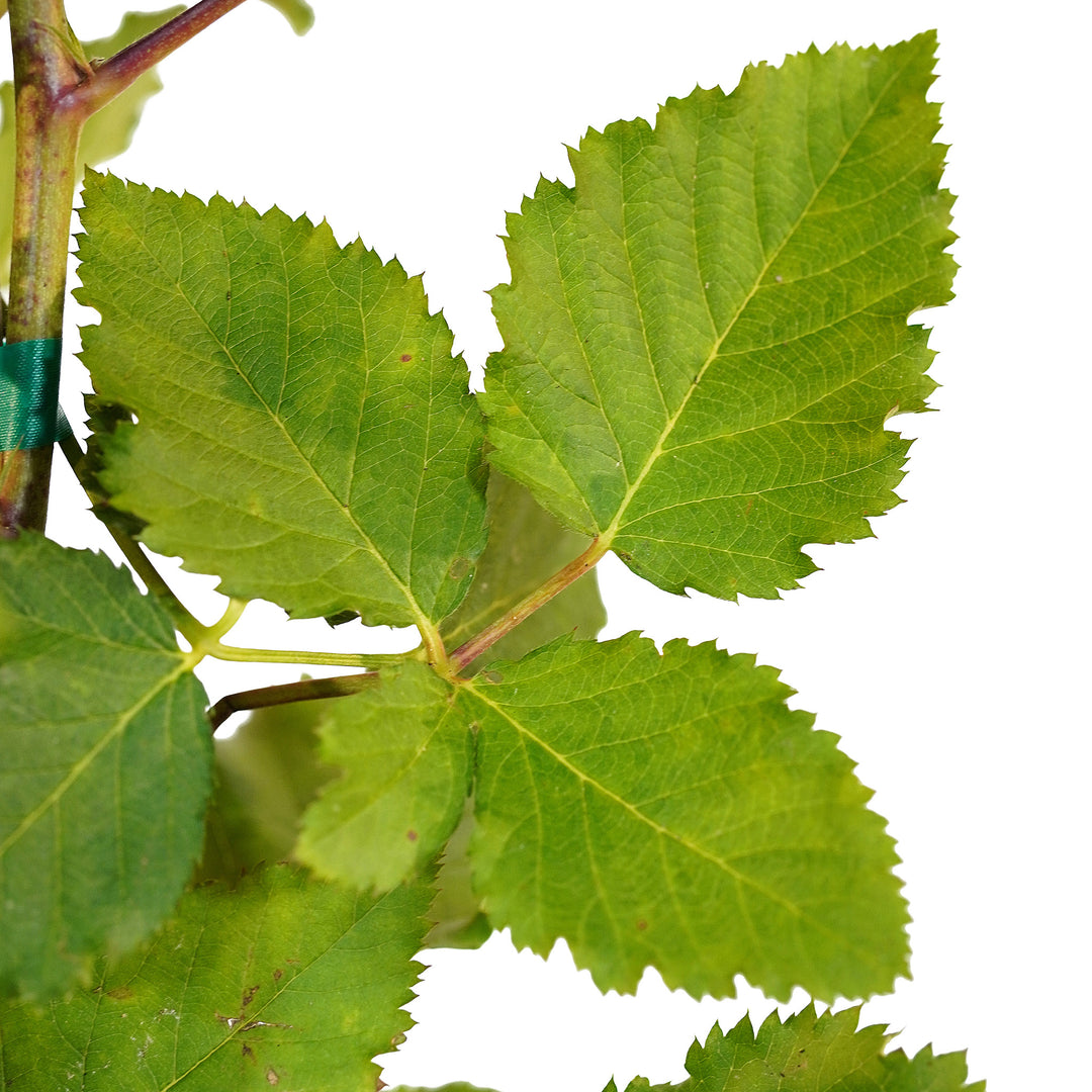 Foliage and branch detail of a container-grown Arapaho blackberry