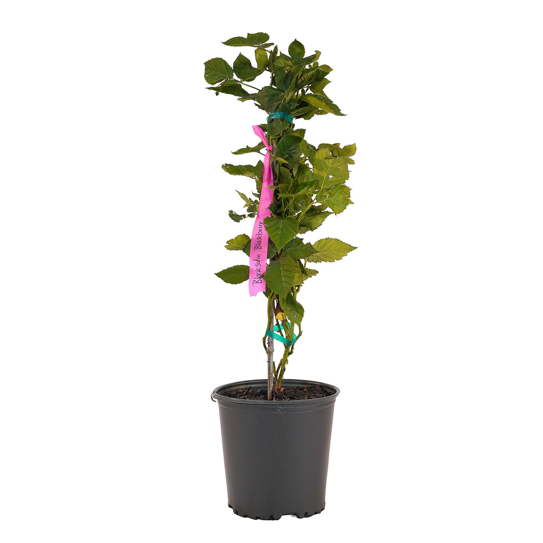 Full view of a container-grown Black Satin blackberry against a white background