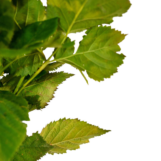 Foliage and branch detail of a container-grown Black Satin blackberry