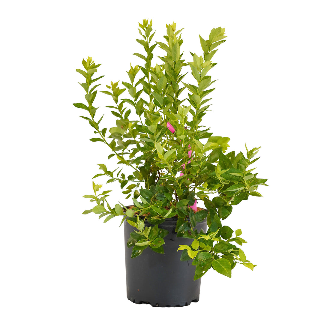 Full view of a container-grown Blue Ridge blueberry against a white background