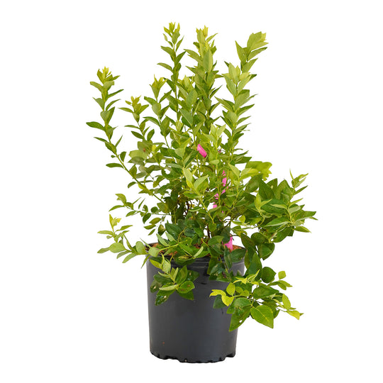 Full view of a container-grown Blue Ridge blueberry against a white background